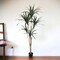 5ft Dracaena Marginata in Black Pot with 118 Silk Leaves by Floral Home&#xAE;